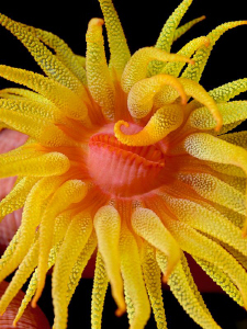 "Gracile Cup Coral"

from the night dive at the house r... by Henry Jager 
